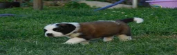 Saint Bernard dogs for sale: Pansy - Ad 4