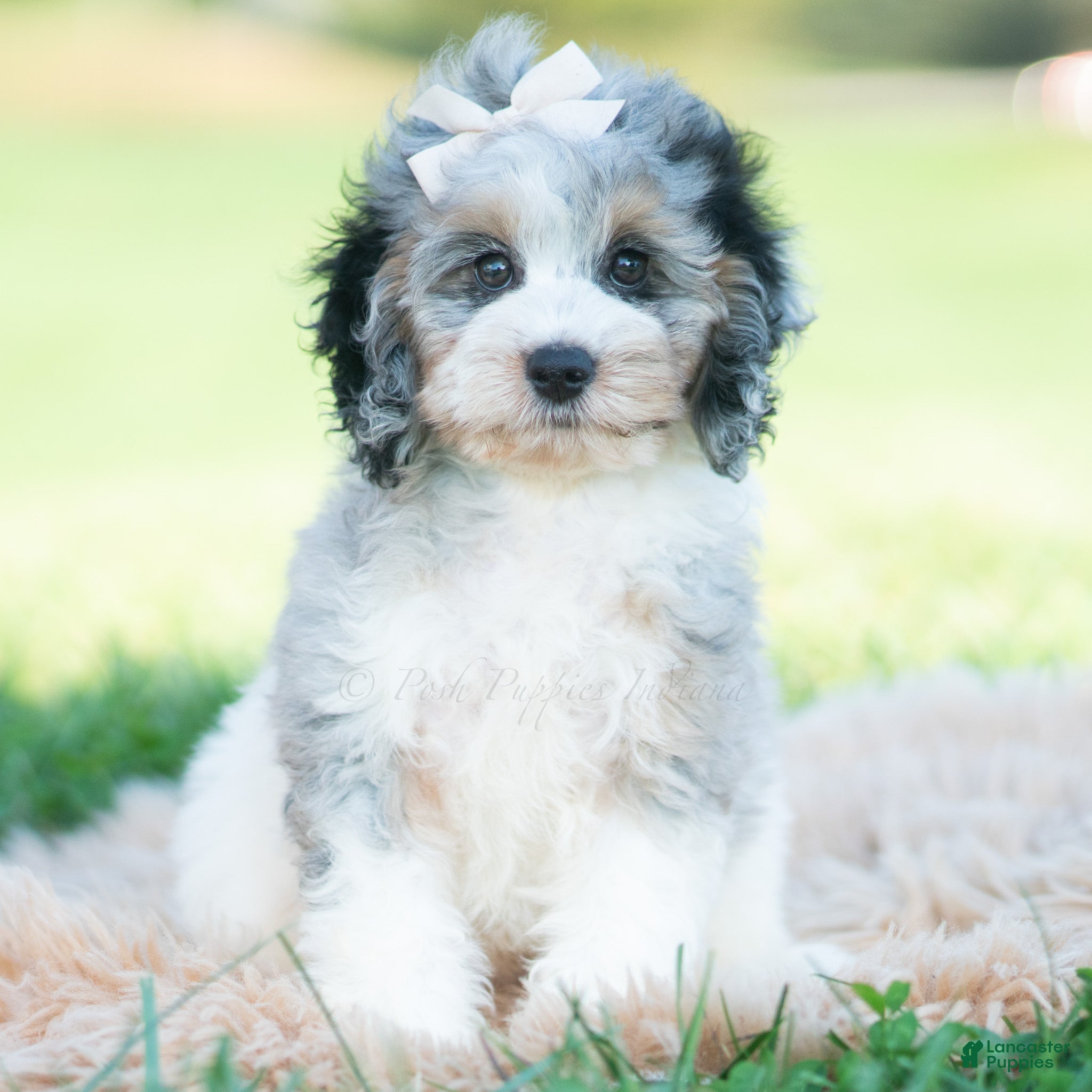 Cavapoo dogs for sale: Winnie - Ad 16