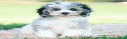 Cavapoo dogs for sale: Winnie - Ad 1