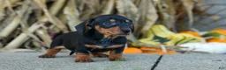 Miniature Dachshund dogs for sale:  Zack🐶 - Ad 14