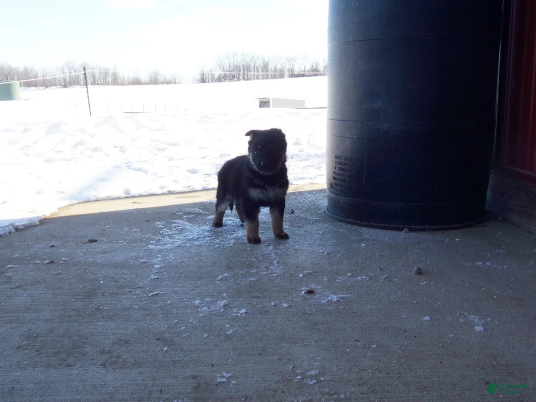 German Shepherd dogs for sale: Carley - Ad 3