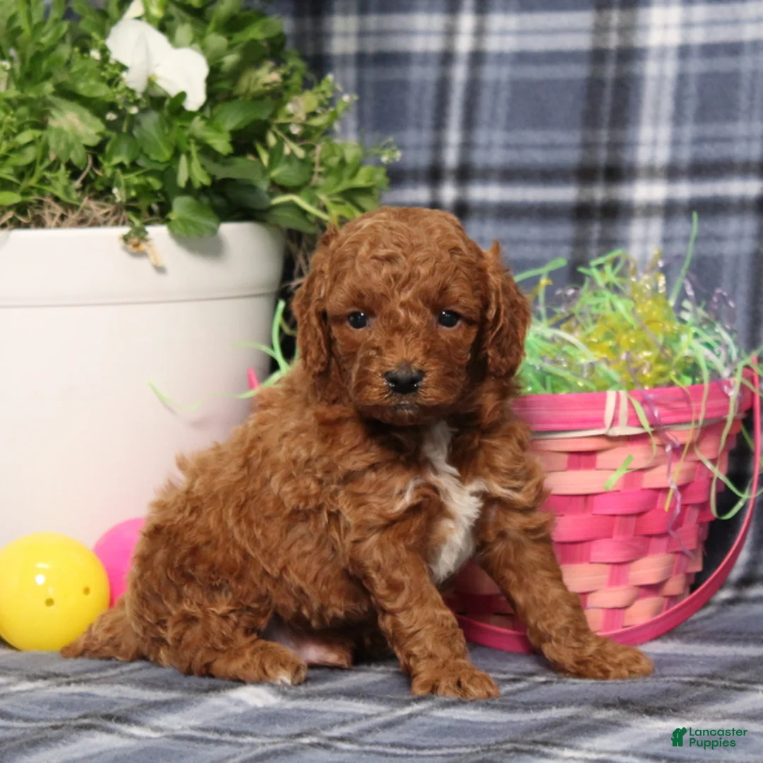 Miniature Poodle dogs for sale: Louie - Ad 1