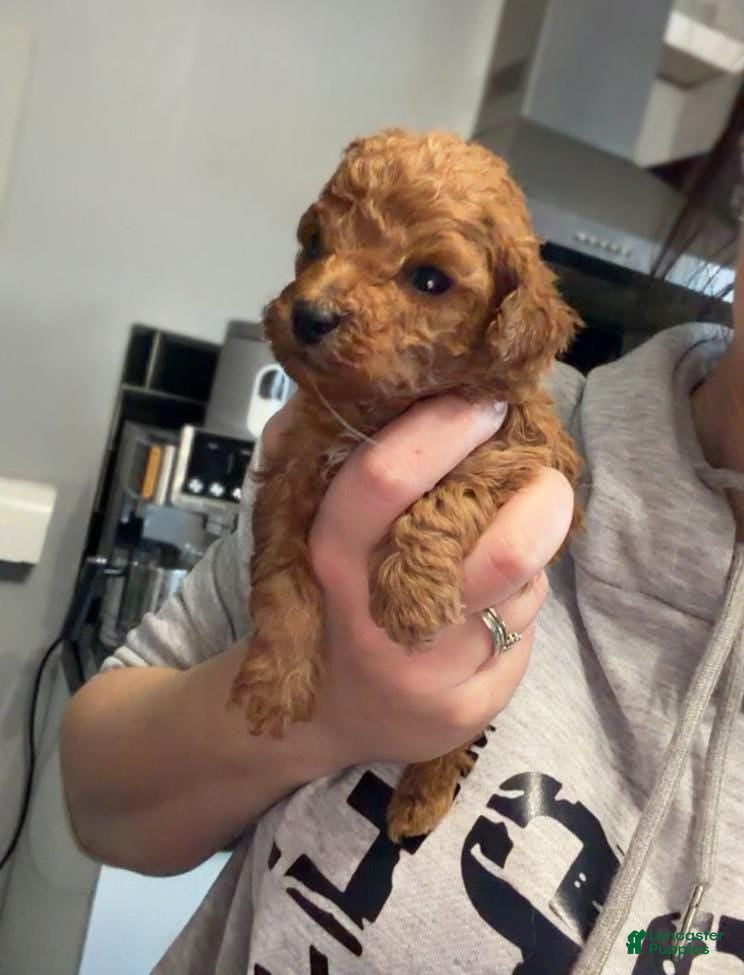 Toy Poodle dogs Lex - Ad 33