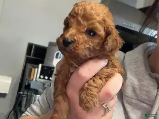 Toy Poodle dogs Lex - Ad 36