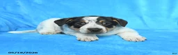 Australian Cattle Dog dogs for sale: Rick  - Ad 2