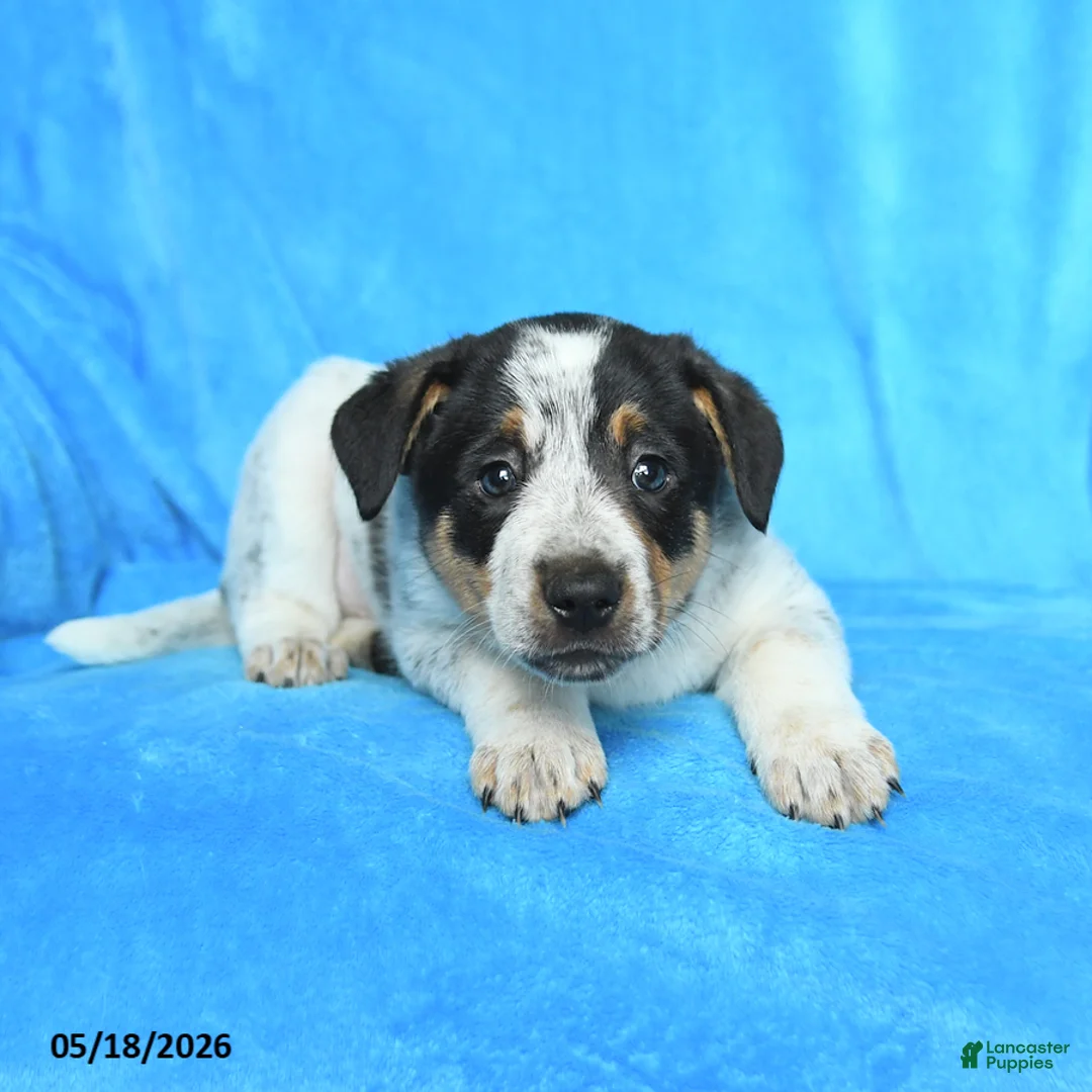 Australian Cattle Dog dogs for sale: Rick  - Ad 2