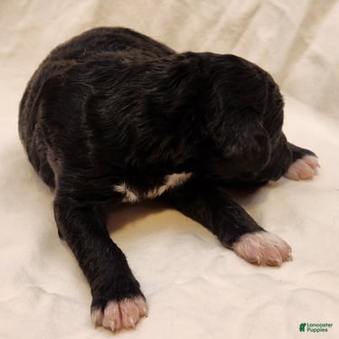 Mini Aussiedoodle dogs Lottie_Female Tri-Color - Ad 1