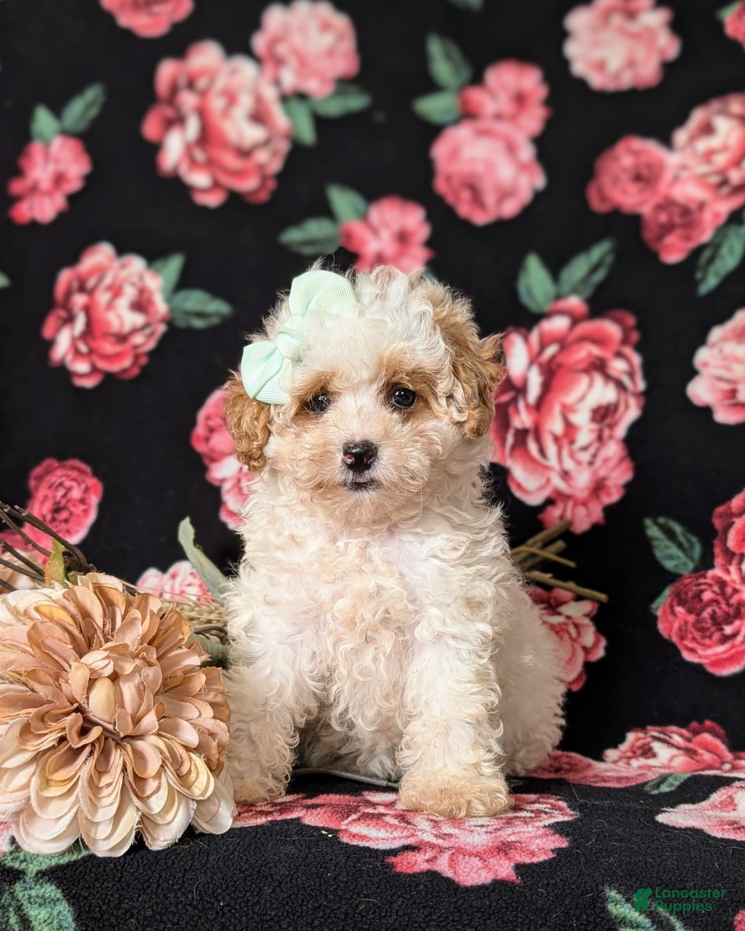 Toy Poodle dogs for sale: Kelcy - Ad 1