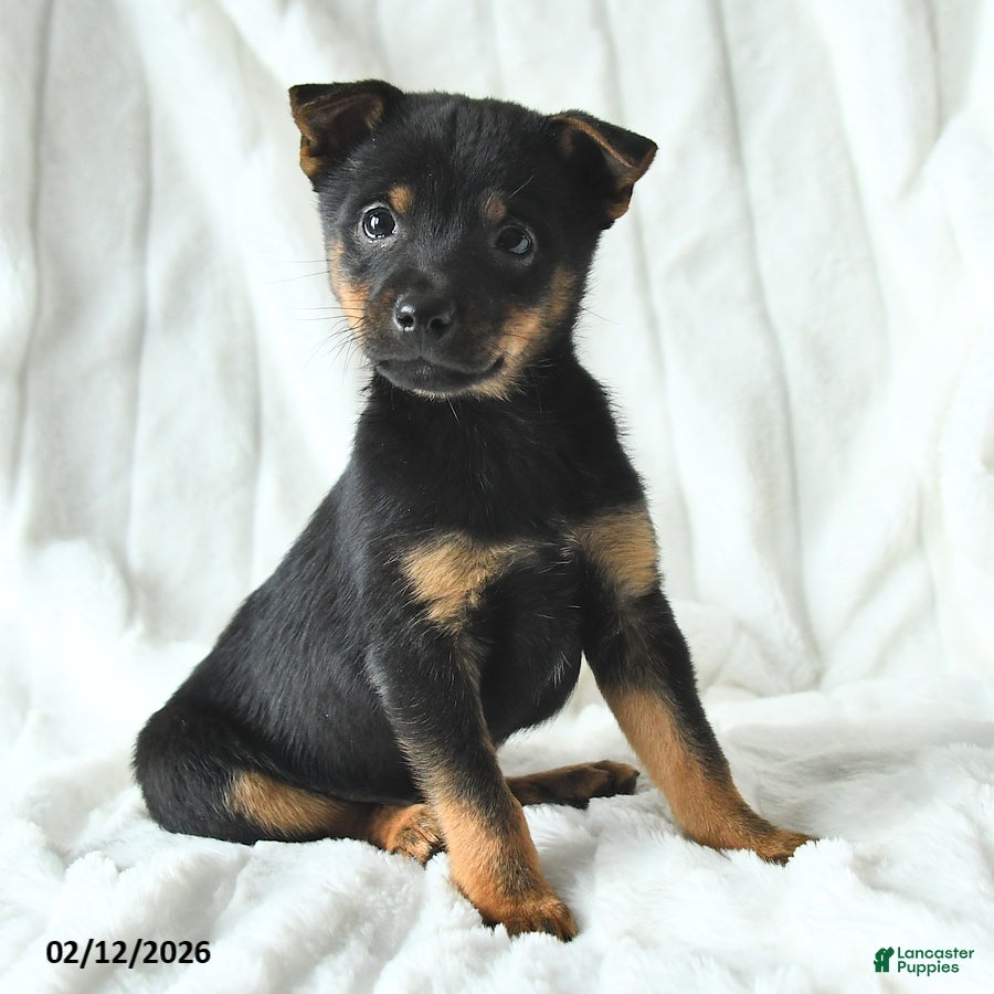 Mixed Breed dogs Kai  - Ad 14