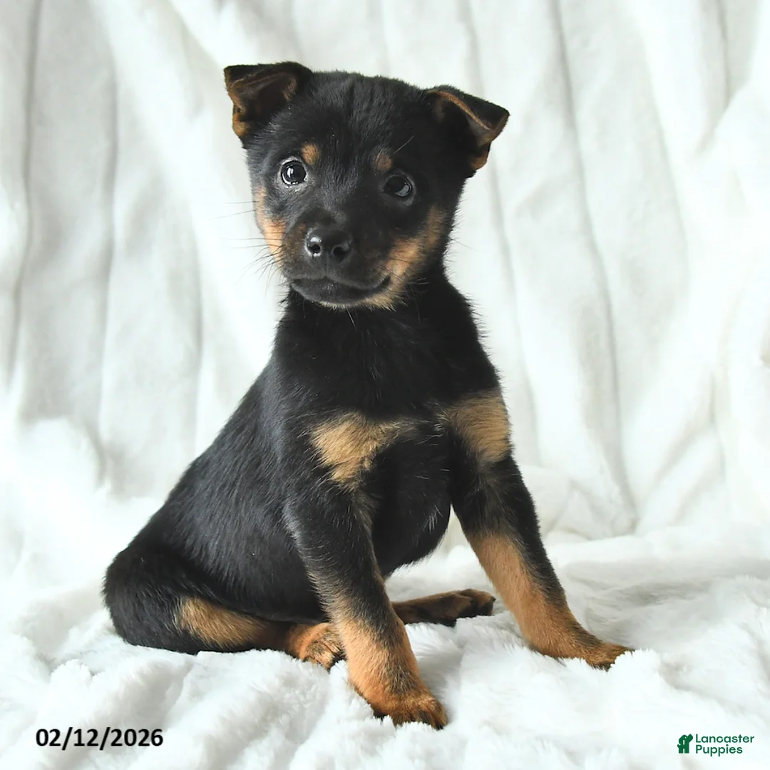 Mixed Breed dogs for sale: Kai  - Ad 1