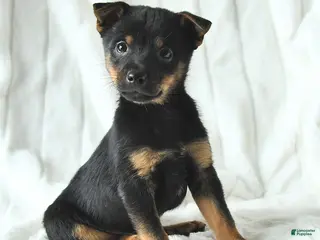 Mixed Breed dogs Kai - Ad 6