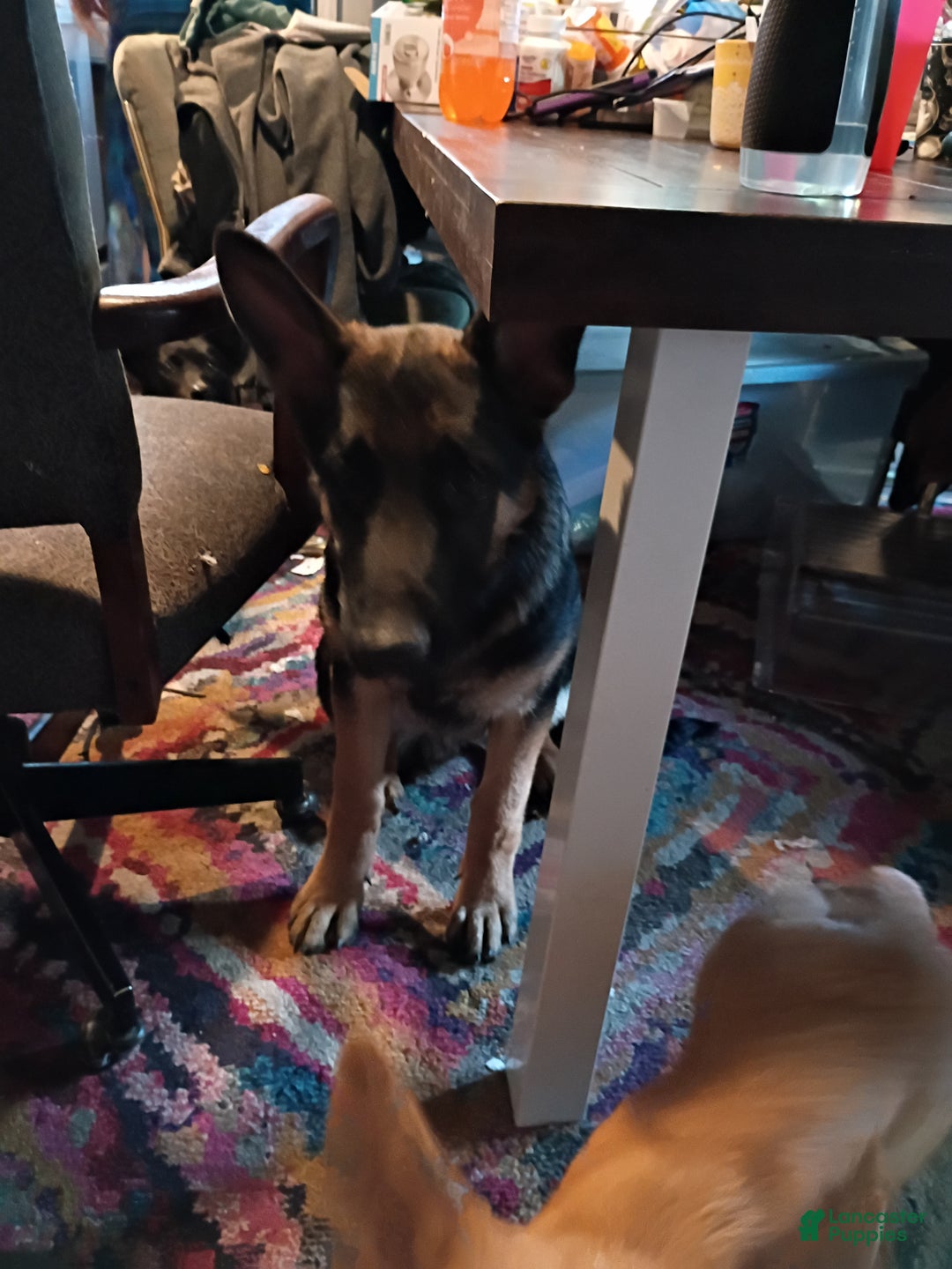 German Shepherd dogs for sale: German Shepherd Puppy 1 - Ad 2
