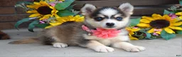 Pomsky dogs for sale: Paisley  - Ad 7