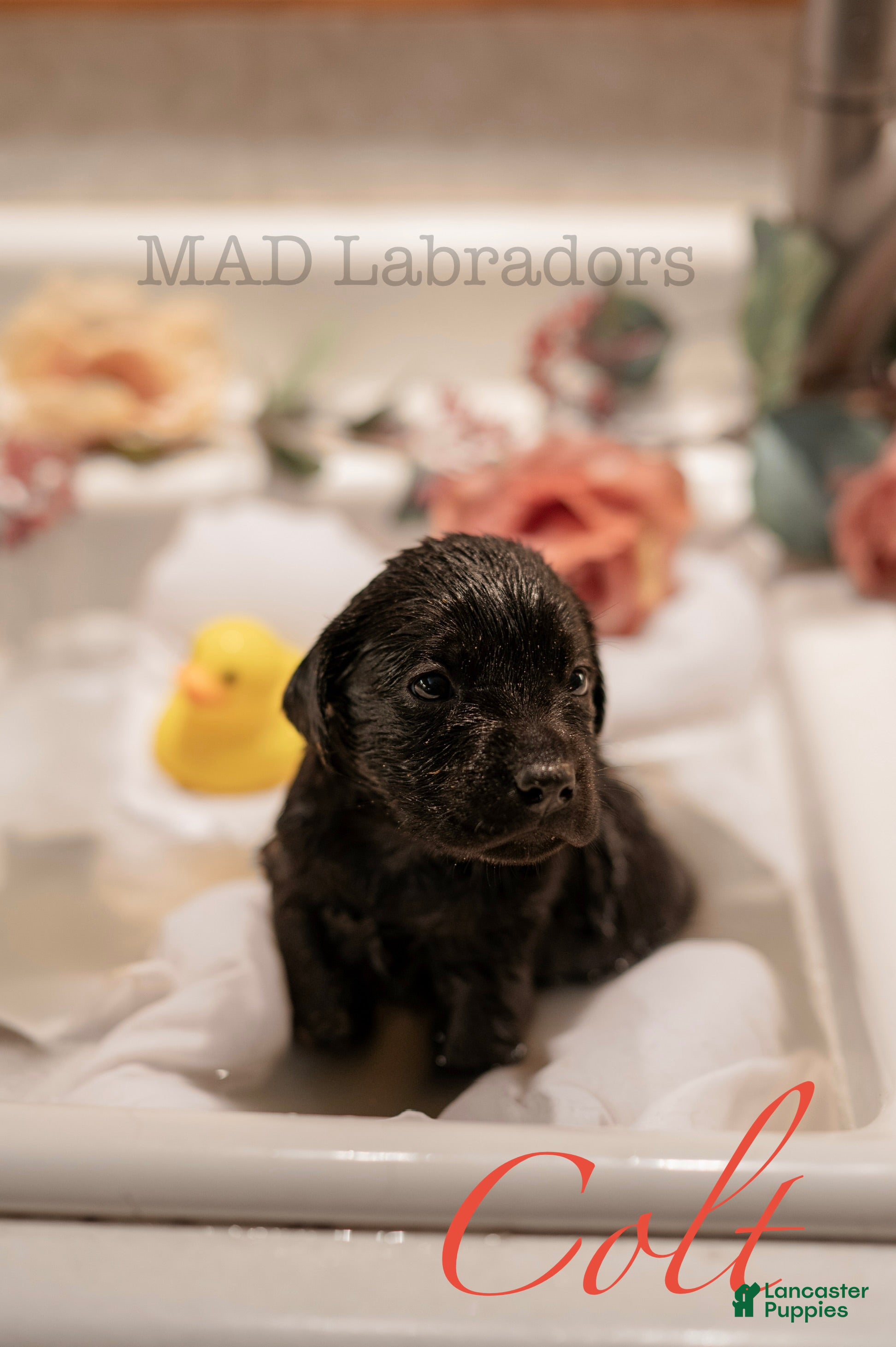 Labrador Retriever dogs Colt - Ad 28