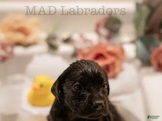 Labrador Retriever dogs Colt - Ad 1