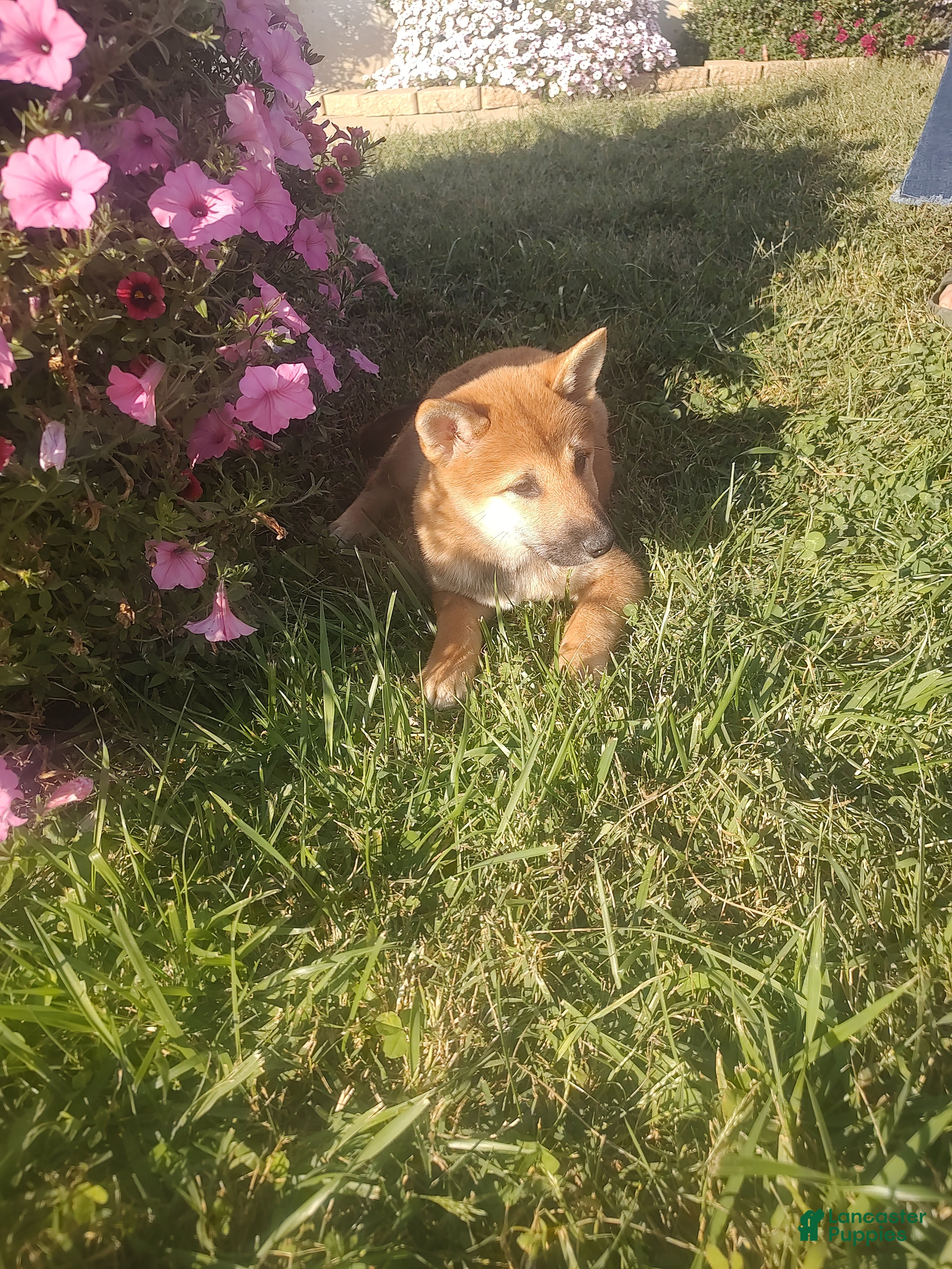 Shiba Inu dogs Shiba Inu Puppy 1 - Ad 1