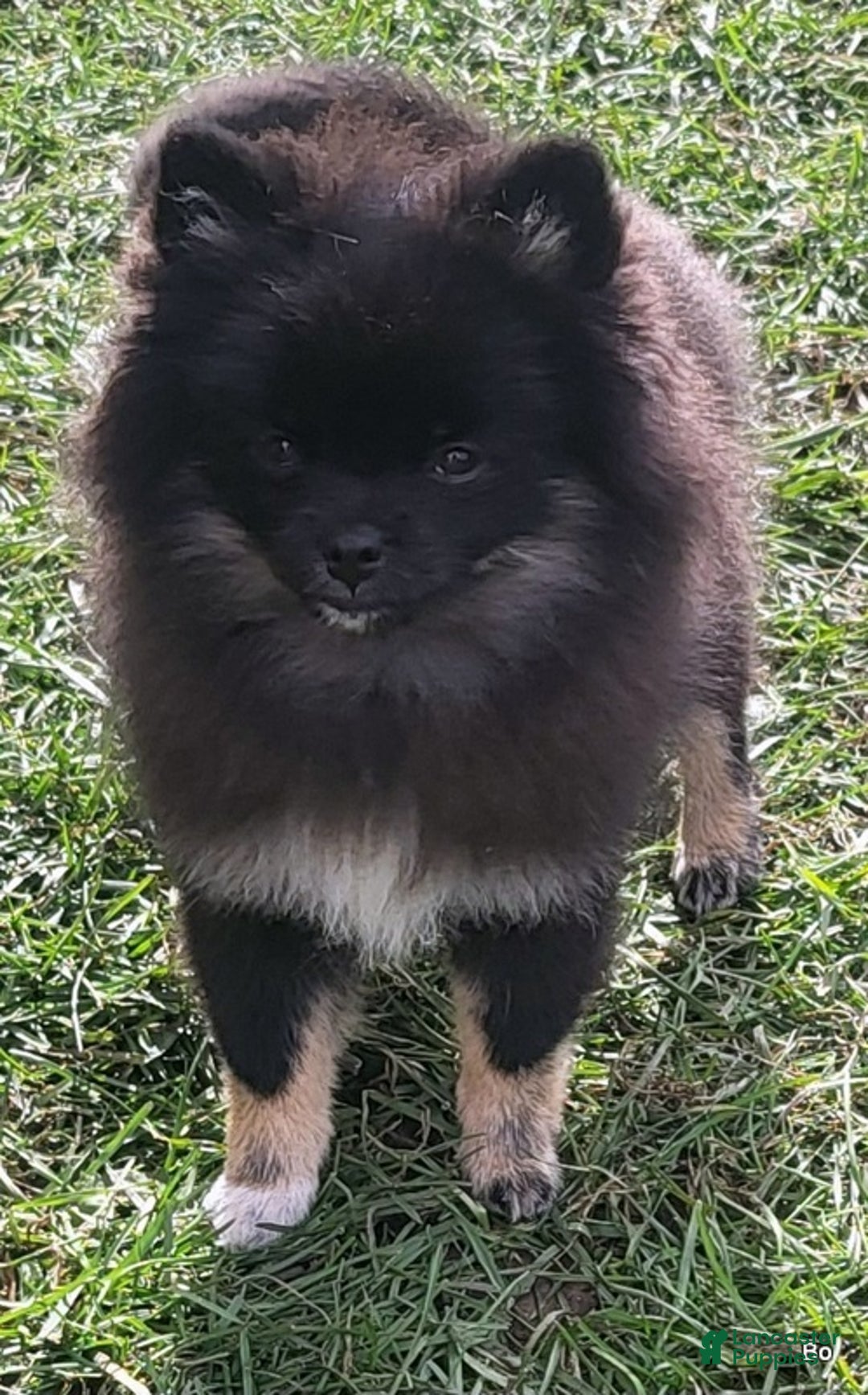 Pomeranian dogs for sale: Pomeranian Puppy 1 - Ad 3