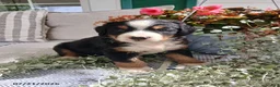 Bernese Mountain Dog dogs for sale: Amy - Ad 4
