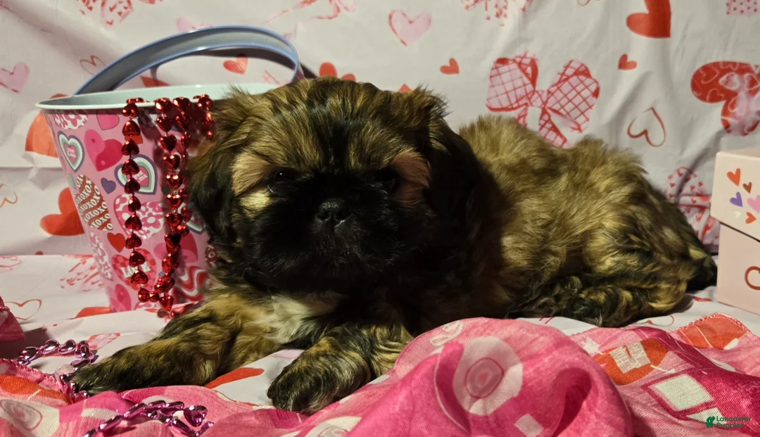 Shih Tzu dogs for sale: Dallas - Ad 24
