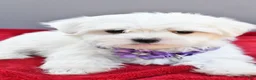 Maltese dogs for sale: Donna - Ad 4