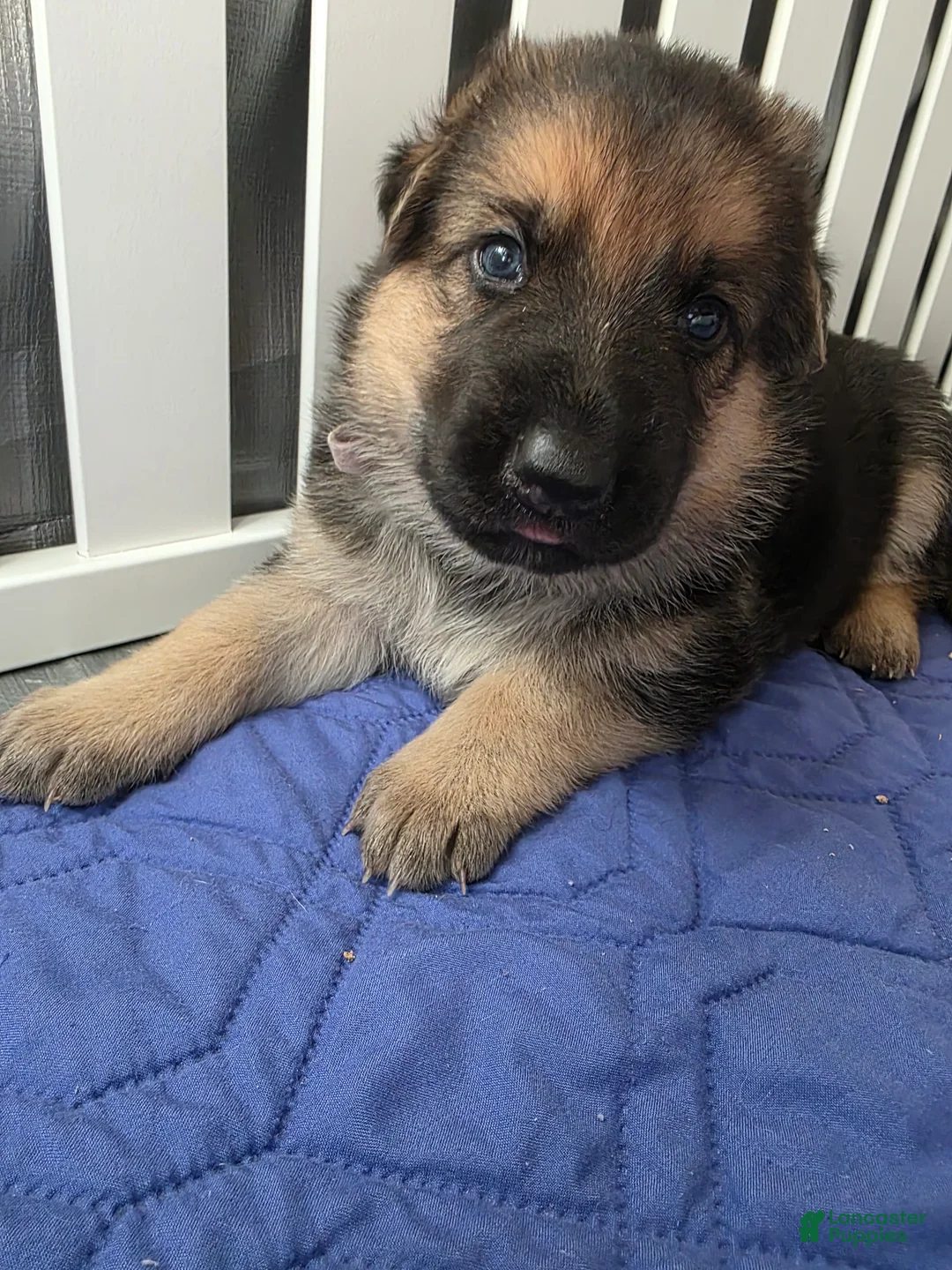 German Shepherd dogs for sale: German Shepherd Puppy 4 - Ad 8