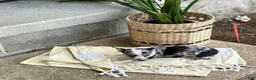 Chihuahua dogs for sale: Rocket - Ad 14