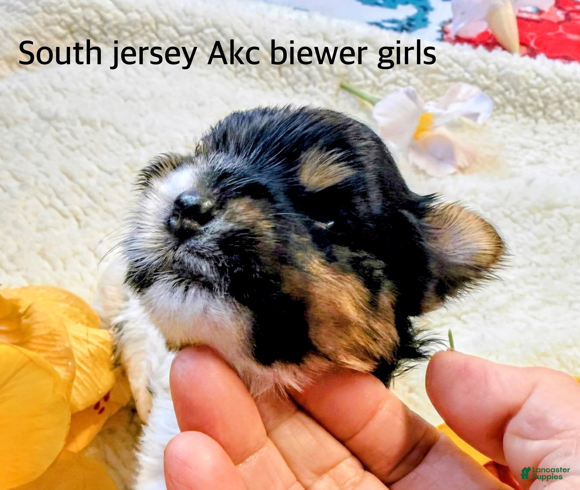 Biewer Terrier dogs Sunshine.   Biewer Terrier  - Ad 2