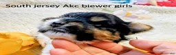 Biewer Terrier dogs for sale: Sunshine.   Biewer Terrier  - Ad 2
