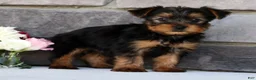 Morkie dogs for sale: Otis - Ad 3