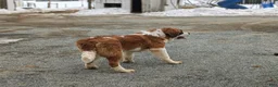 Saint Bernard dogs for sale: Parkinson - Ad 3