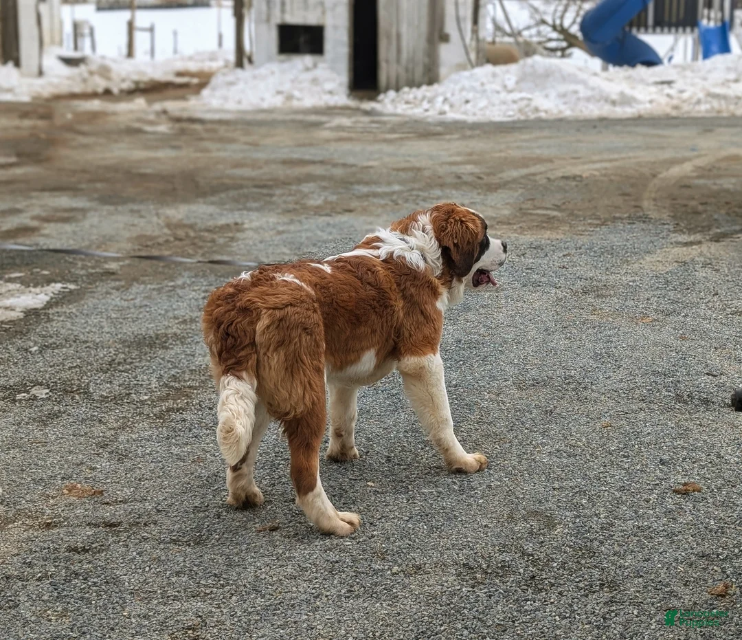 Saint Bernard dogs for sale: Parkinson - Ad 3