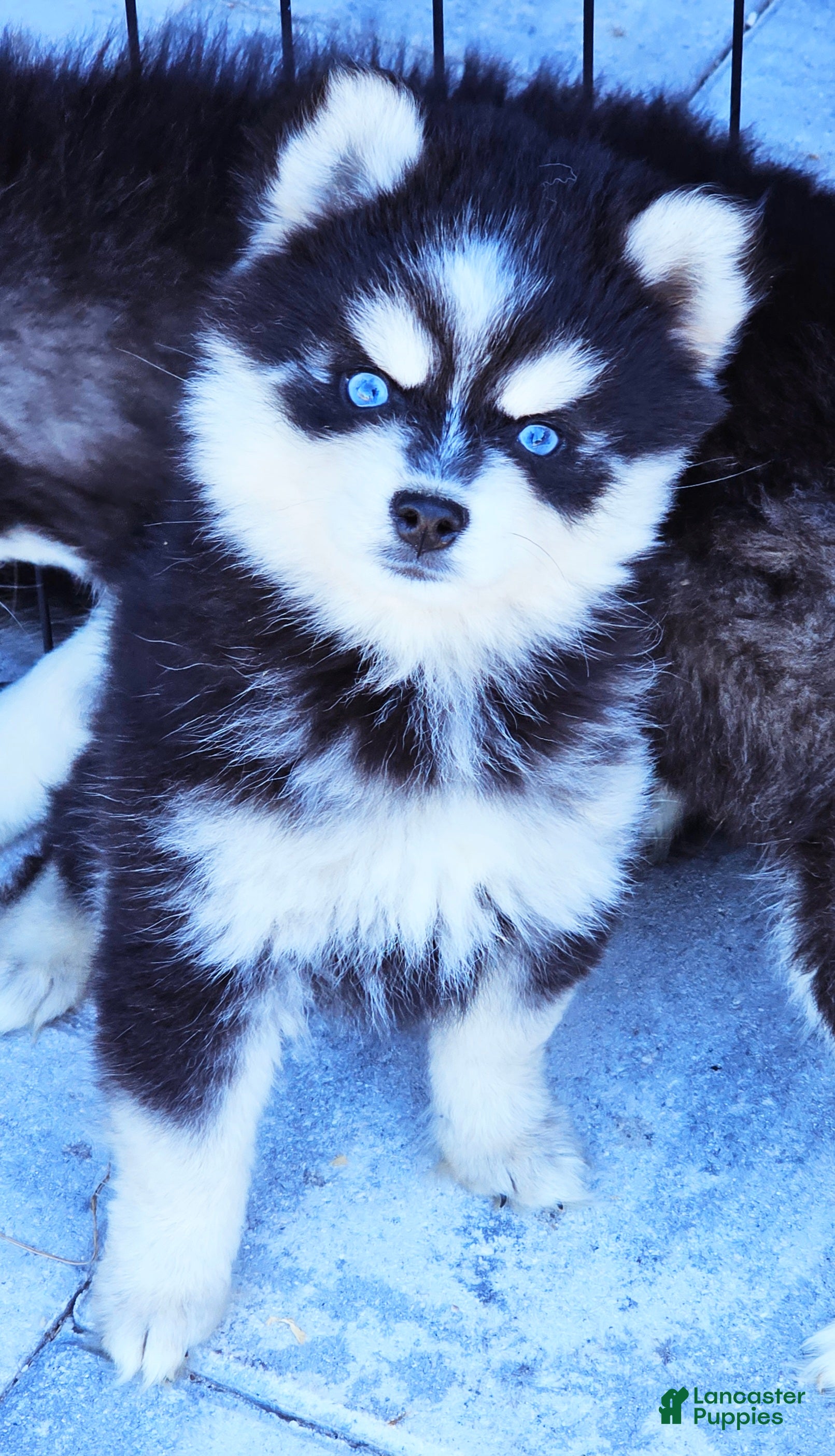 Pomsky dogs Jex - Ad 14