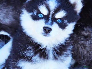 Pomsky dogs Jex - Ad 10