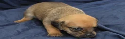 Puggle dogs for sale: Rey - Ad 4