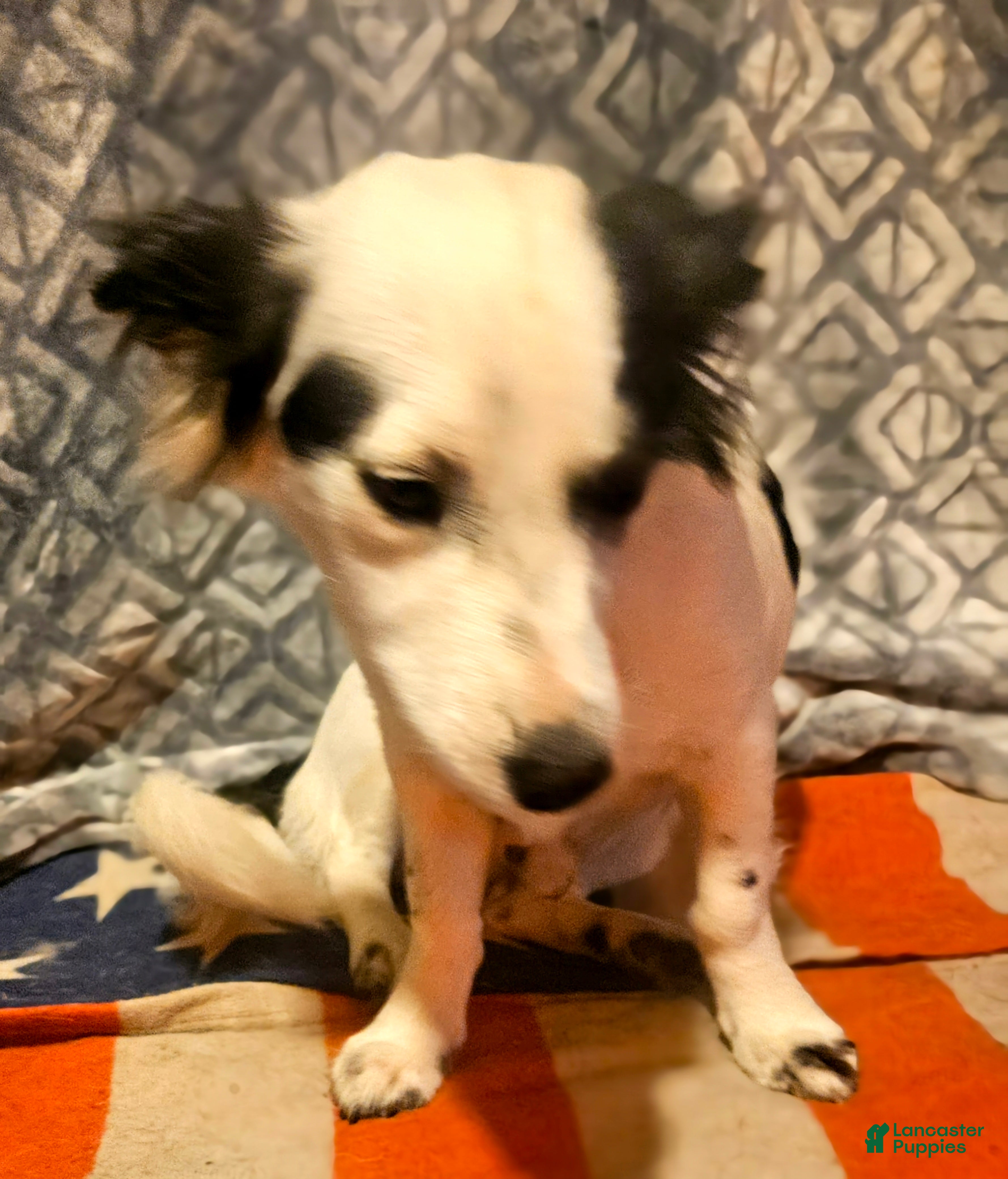 Chihuahua dogs Elmo (Fully Trained) - Ad 30