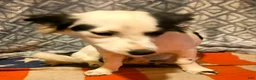 Chihuahua dogs for sale: Elmo (Fully Trained) - Ad 1