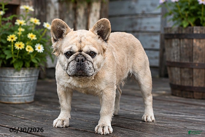 French Bulldog dogs Emerald - Ad 1