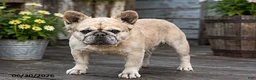 French Bulldog dogs for sale: Emerald - Ad 1