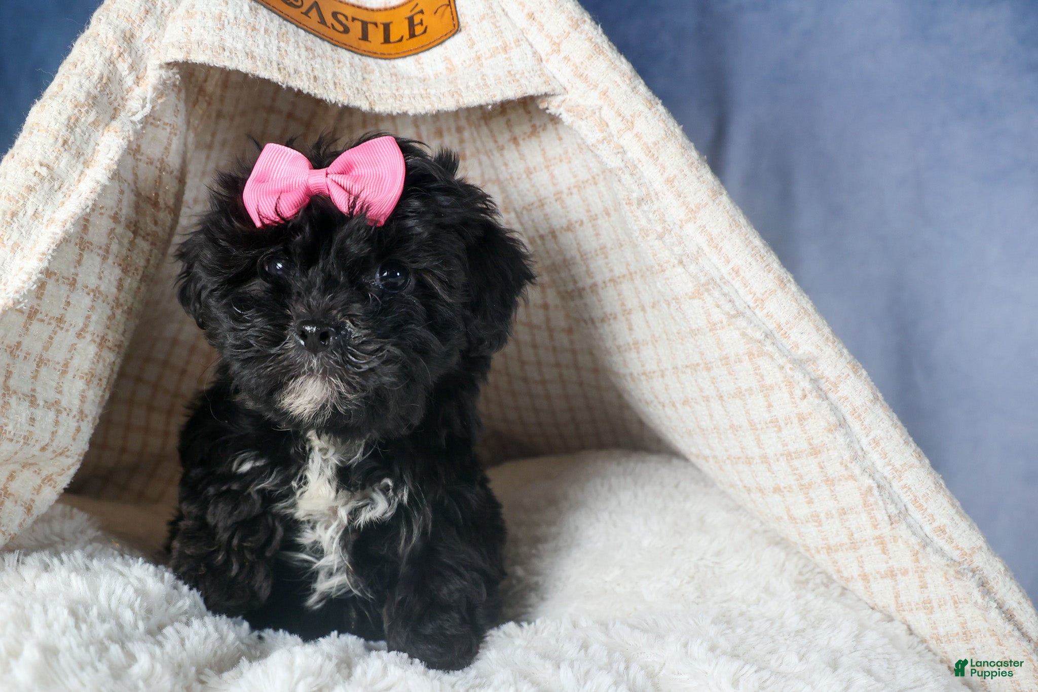 Yorkiepoo dogs JULIE - Ad 1
