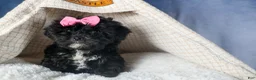 Yorkiepoo dogs for sale: JULIE - Ad 8