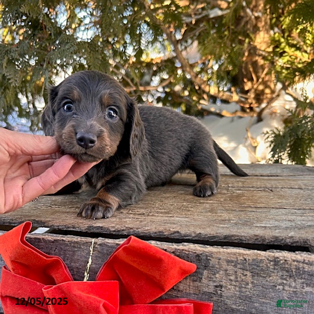 Dachshund dogs for sale: Cole - Ad 2