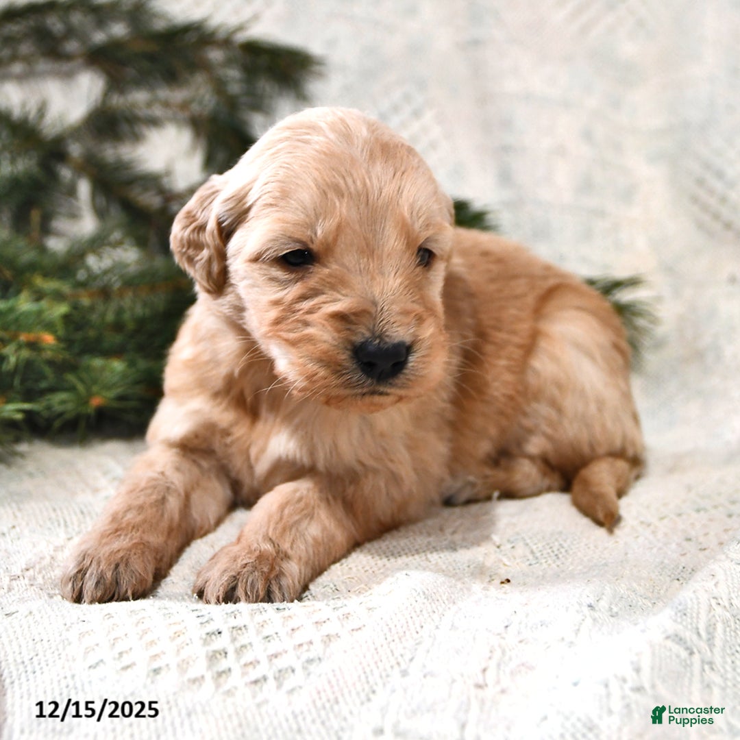 Goldendoodle dogs for sale: Biscuit - Ad 2