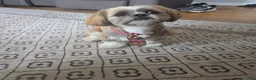 Shih Tzu dogs for sale: Kay - Ad 2