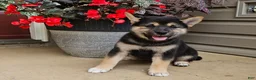 Shiba Inu dogs for sale: Hugo - Ad 1