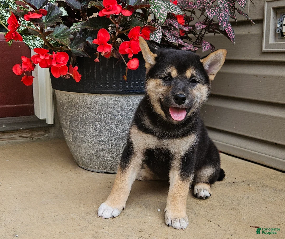 Shiba Inu dogs for sale: Hugo - Ad 1