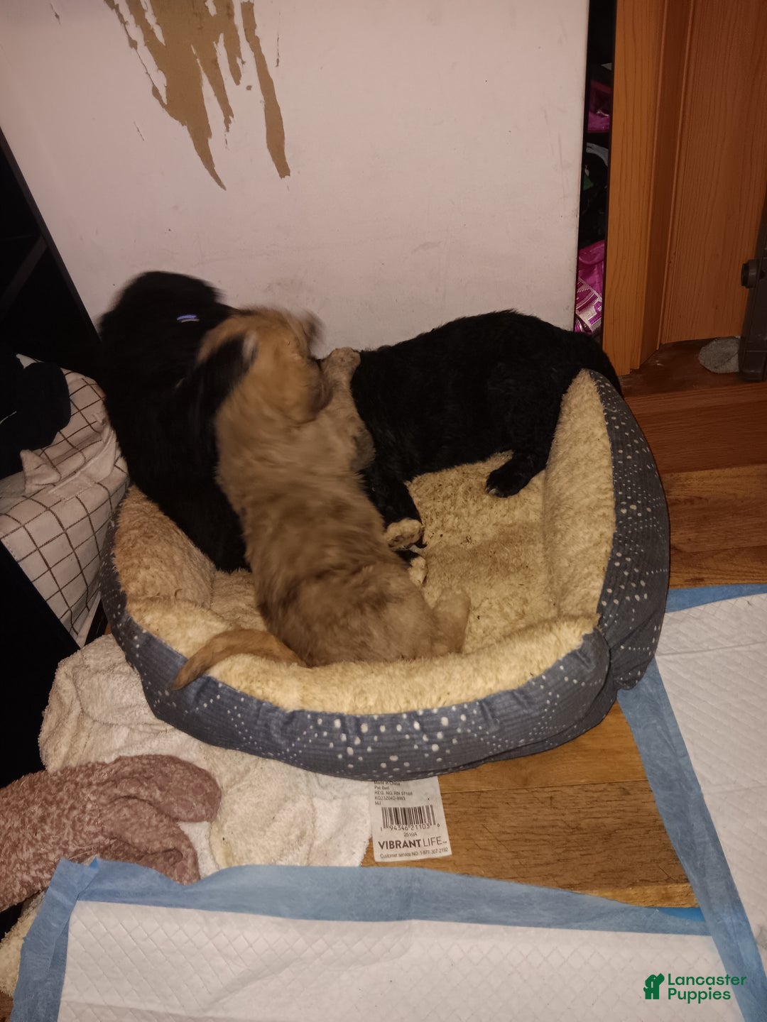 Labradoodle dogs for sale: Creamy mae - Ad 27