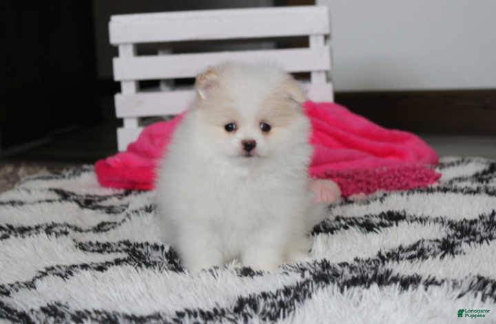 Pomeranian dogs Roxy - Ad 2