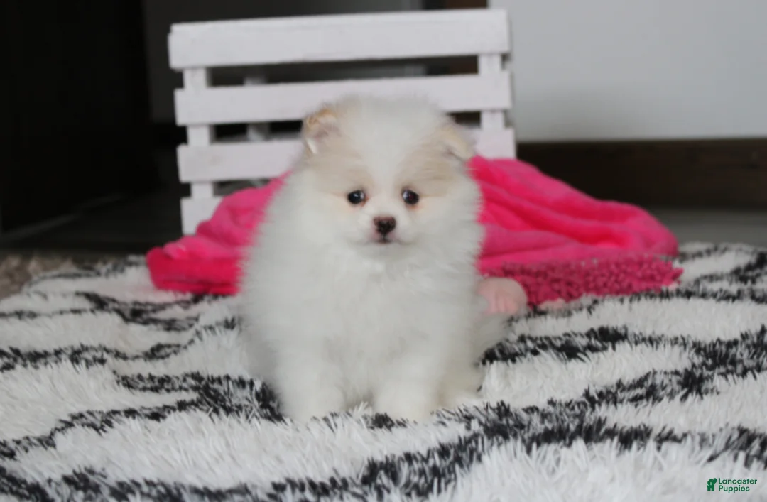 Pomeranian dogs for sale: Roxy - Ad 2