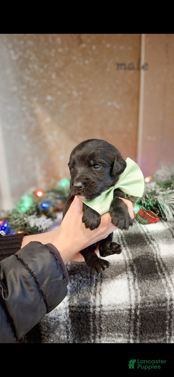 Mixed Breed dogs Tinsel - Ad 6