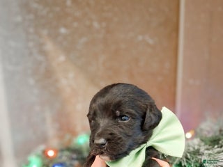 Mixed Breed dogs Tinsel - Ad 18